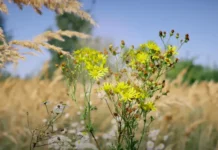 Подъём над стереотипами, как Перукуа способствует освобождению женщин podyom nad stereotipami kak perukua sposobstvuet osvobozhdeniyu zhenshhin-news-blog-ru-0
