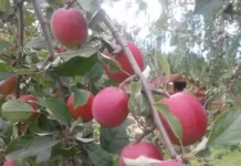 Посадка яблонь рядом с люпином поможет улучшить урожай posadka yablon ryadom s lyupinom pomozhet uluchshit urozhaj-news-blog-ru-0