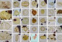 Российские ученые выяснили, что норы слепышей сохраняют пыльцу тысячелетий rossijskie uchenye vyyasnili chto nory slepyshej sohranyayut pylczu tysyacheletij-news-blog-ru-0