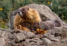 В заказнике Инской Новосибирской области процветает поселение сурков v zakaznike inskoj novosibirskoj oblasti proczvetaet poselenie surkov-news-blog-ru-0