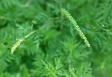 Эксперт ПНИПУ из Перми обсуждает риски сорняков и рекомендации Россельхознадзора ekspert pnipu iz permi obsuzhdaet riski sornyakov i rekomendaczii rosselhoznadzora-news-blog-ru-0