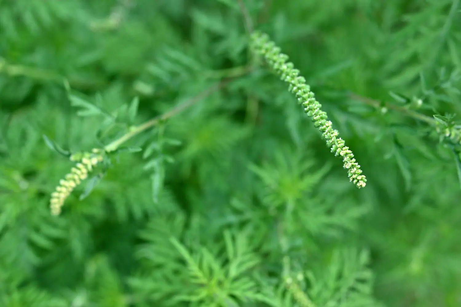 Эксперт ПНИПУ из Перми обсуждает риски сорняков и рекомендации Россельхознадзора-0