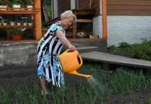 Лариса Микаллеф и Федор Васильев объяснили риски дождевой воды для дачи larisa mikallef i fedor vasilev obyasnili riski dozhdevoj vody dlya dachi-news-blog-ru-0