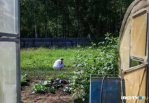 Надежда Локтионова заявила о новых правилах, укрепляющих будущее СНТ nadezhda loktionova zayavila o novyh pravilah ukreplyayushhih budushhee snt-news-blog-ru-0