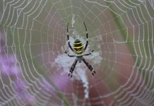 Пауки-осы аргиопа Брюнниха и «Зеленый патруль» — новый взгляд на летнее нашествие в России paukiosy argiopa bryunniha i zelenyj patrul novyj vzglyad na letnee nashestvie v rossii-news-blog-ru-0