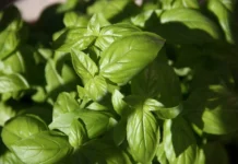 Светлана Бевз и Новгородский университет определили лучший сорт базилика «Лимончелло» svetlana bevz i novgorodskij universitet opredelili luchshij sort bazilika limonchello-news-blog-ru-0