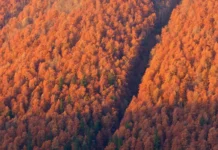 Терри Каллаган и ТГУ проводят международное исследование влияния климата на леса terri kallagan i tgu provodyat mezhdunarodnoe issledovanie vliyaniya klimata na lesa-news-blog-ru-0