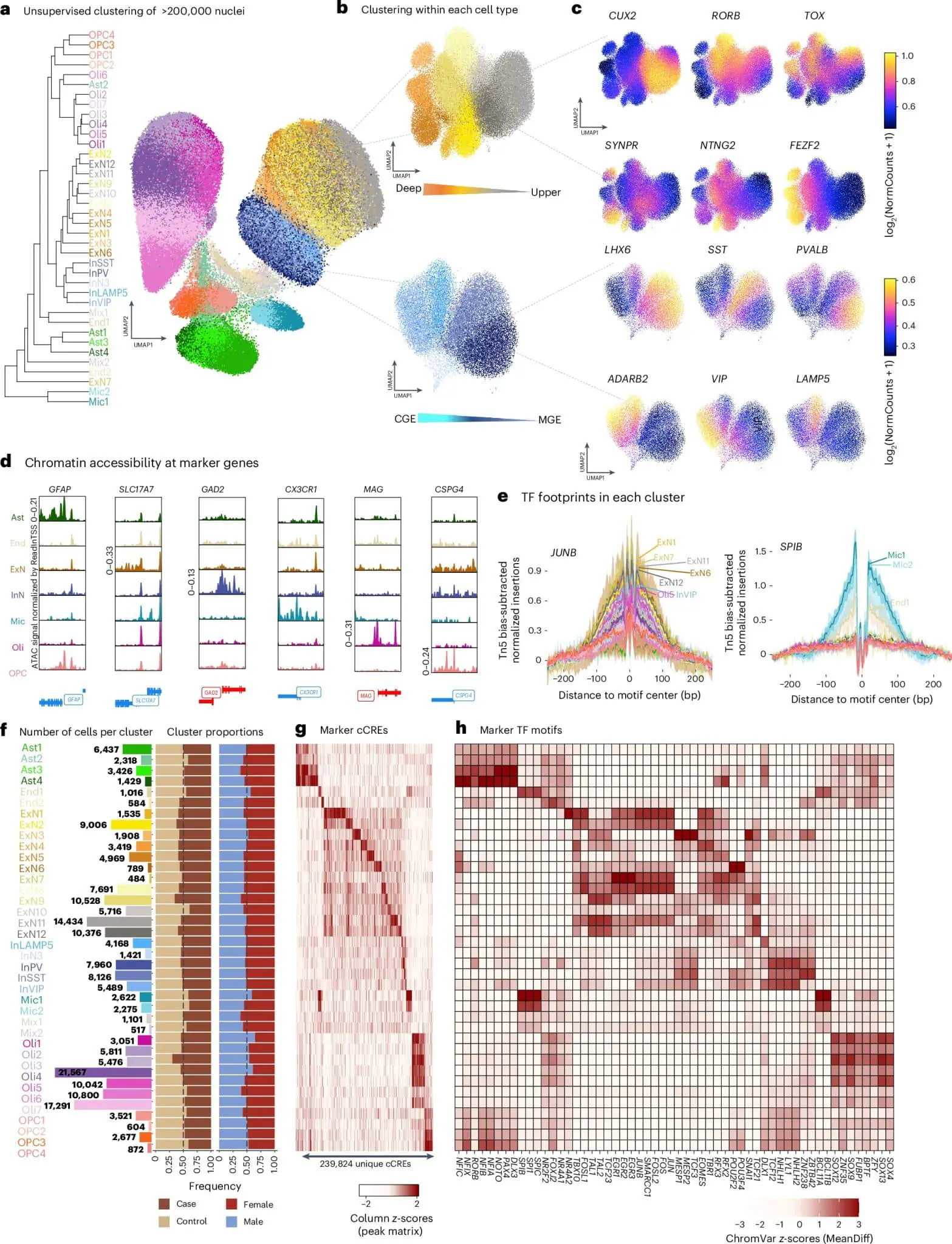Университет Макгилла и колледж Дугласа открывают новые ключи к механизму депрессии-0