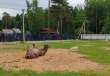 Валерий Мазуров создал в Троицком уникальный уголок для спасенных животных valerij mazurov sozdal v troiczkom unikalnyj ugolok dlya spasennyh zhivotnyh-news-blog-ru-0