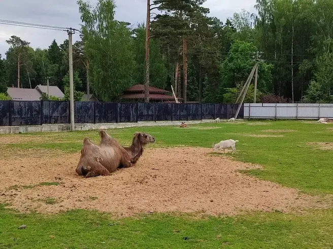 Посетители зоопарка в Мытищах массово жалуются на условия содержания животных | Источник: Пользователь «Яндекс.Карт»