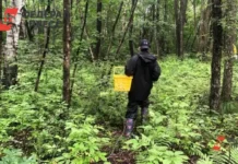 Екатерина Безсмертная обсуждает защиту грибов Красной книги и законы РФ ekaterina bezsmertnaya obsuzhdaet zashhitu gribov krasnoj knigi i zakony rf-news-blog-ru-0