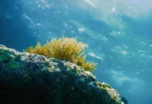 ИНГГ СО РАН и Н.К. Лебедева изучают вклад диноцистов в палеоботанику ingg so ran i nk lebedeva izuchayut vklad dinoczistov v paleobotaniku-news-blog-ru-0