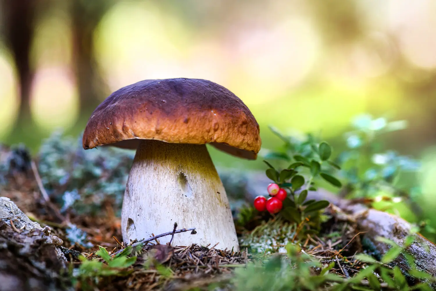 Максим Симакин из ПНИПУ делится рекомендациями по безопасному выходу из леса-0