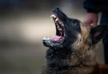 Правительство России рекомендует ключевые действия для защиты после укуса животного pravitelstvo rossii rekomenduet klyuchevye dejstviya dlya zashhity posle ukusa zhivotnogo-news-blog-ru-0