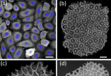 Российский научный фонд и Южный федеральный университет достигли прорыва в изучении кораллов и тканей rossijskij nauchnyj fond i yuzhnyj federalnyj universitet dostigli proryva v izuchenii korallov i tkanej-news-blog-ru-0