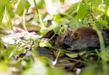 Успехи ИПЭЭ РАН в мониторинге здоровья грызунов в нацпарке «Лосиный Остров» uspehi ipee ran v monitoringe zdorovya gryzunov v naczparke losinyj ostrov-news-blog-ru-0