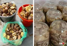 Вероника делится любимыми рецептами маслят и подготовкой грибов на зиму veronika delitsya lyubimymi reczeptami maslyat i podgotovkoj gribov na zimu-news-blog-ru-0