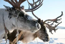 Владимир Путин и Китай развивают новый этап экспорта рогов и мяса оленей vladimir putin i kitaj razvivayut novyj etap eksporta rogov i myasa olenej-news-blog-ru-0