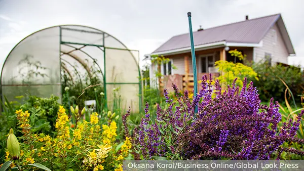 Агроном объяснил необходимость высаживания сидератов в конце дачного сезона