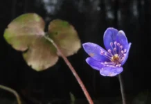 zimnee czvetenie rastenij podmoskovya stalo temoj otkrytij mgu i rffi-news-blog-ru-0