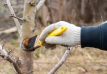 Александра Чихринова из ВсеИнструменты.ру делится осенними советами для сада aleksandra chihrinova iz vseinstrumentyru delitsya osennimi sovetami dlya sada-news-blog-ru-0