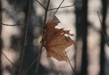 Блогер Александр Андрюшенков считает, что история семьи Усольцевых продолжается bloger aleksandr andryushenkov schitaet chto istoriya semi usolczevyh prodolzhaetsya-news-blog-ru-0