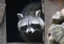 Федерация охотников Германии поддерживает енотов Касселя несмотря на споры federacziya ohotnikov germanii podderzhivaet enotov kasselya nesmotrya na spory-news-blog-ru-0