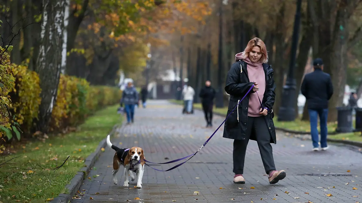 Какой будет погода в Москве до конца октября