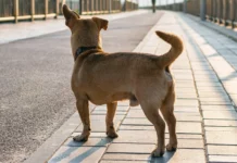 NtechLab и Московская область вернули домой 1300+ питомцев с помощью ИИ i moskovskaya oblast vernuli domoj 1300 pitomczev s pomoshhyu ii-news-blog-ru-0