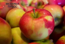 Минсельхоз Рязанской области сообщает о рекордном урожае яблок minselhoz ryazanskoj oblasti soobshhaet o rekordnom urozhae yablok-news-blog-ru-0