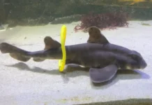 Отем Смит объясняет, как игрушки в Cabrillo Aquarium влияют на интеллект акул otem smit obyasnyaet kak igrushki v vliyayut na intellekt akul-news-blog-ru-0