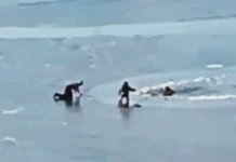 Отважный морж спасает рыбака на озере Спартак в Новосибирске! otvazhnyj morzh spasaet rybaka na ozere spartak v novosibirske-news-blog-ru-0