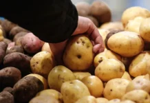 roskachestvo daet sovety o pravilnom hranenii kartofelya doma-news-blog-ru-0