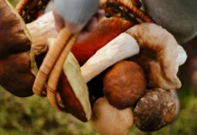 Ученые Пермского Политеха раскрывают секреты полезности белого гриба и лисичек uchenye permskogo politeha raskryvayut sekrety poleznosti belogo griba i lisichek-news-blog-ru-0