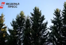 В Красноярском крае продолжаются поиски семьи Усольцевых и следствие v krasnoyarskom krae prodolzhayutsya poiski semi usolczevyh i sledstvie-news-blog-ru-0