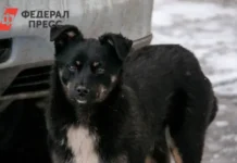 Архангельская область усиливает контроль над нападениями бездомных собак arhangelskaya oblast usilivaet kontrol nad napadeniyami bezdomnyh sobak-news-blog-ru-0