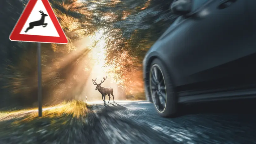 Автоэксперт Попов объяснил, как избежать ДТП с животным на трассе