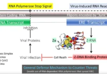 Как клетки используют ZBP1 и апоптоз для защиты от вирусов и раковых изменений kak kletki ispolzuyut 1 i apoptoz dlya zashhity ot virusov i rakovyh izmenenij-news-blog-ru-0