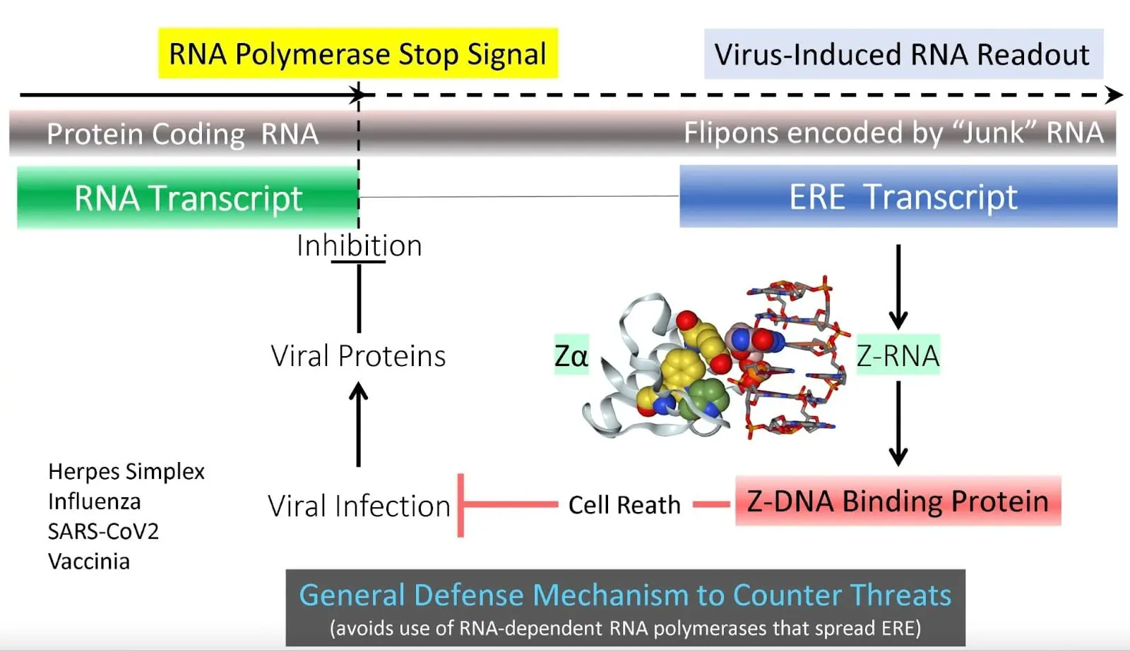 Как клетки используют ZBP1 и апоптоз для защиты от вирусов и раковых изменений-0