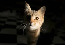 Мария Захарова высмеивает «кошачью русофобию» в МИД России mariya zaharova vysmeivaet koshachyu rusofobiyu v mid rossii-news-blog-ru-0