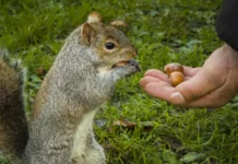 Павел Глазков объяснил, как правильно подкормить белок зимой в парках pavel glazkov obyasnil kak pravilno podkormit belok zimoj v parkah-news-blog-ru-0