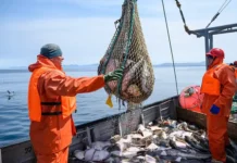 Почему снизился вылов рыбы в России? Оптимистичные прогнозы Росрыболовства pochemu snizilsya vylov ryby v rossii optimistichnye prognozy rosrybolovstva-news-blog-ru-0