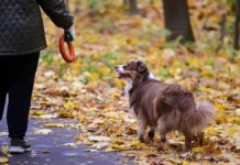 Погода в Москве в неделю Дня народного единства от прогностического центра «Метео» pogoda v moskve v nedelyu dnya narodnogo edinstva ot prognosticheskogo czentra meteo-news-blog-ru-0