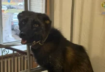 Прокуратура Москвы и Московский зоопарк спасли лисенка Нильса в Красногорске prokuratura moskvy i moskovskij zoopark spasli lisenka nilsa v krasnogorske-news-blog-ru-0