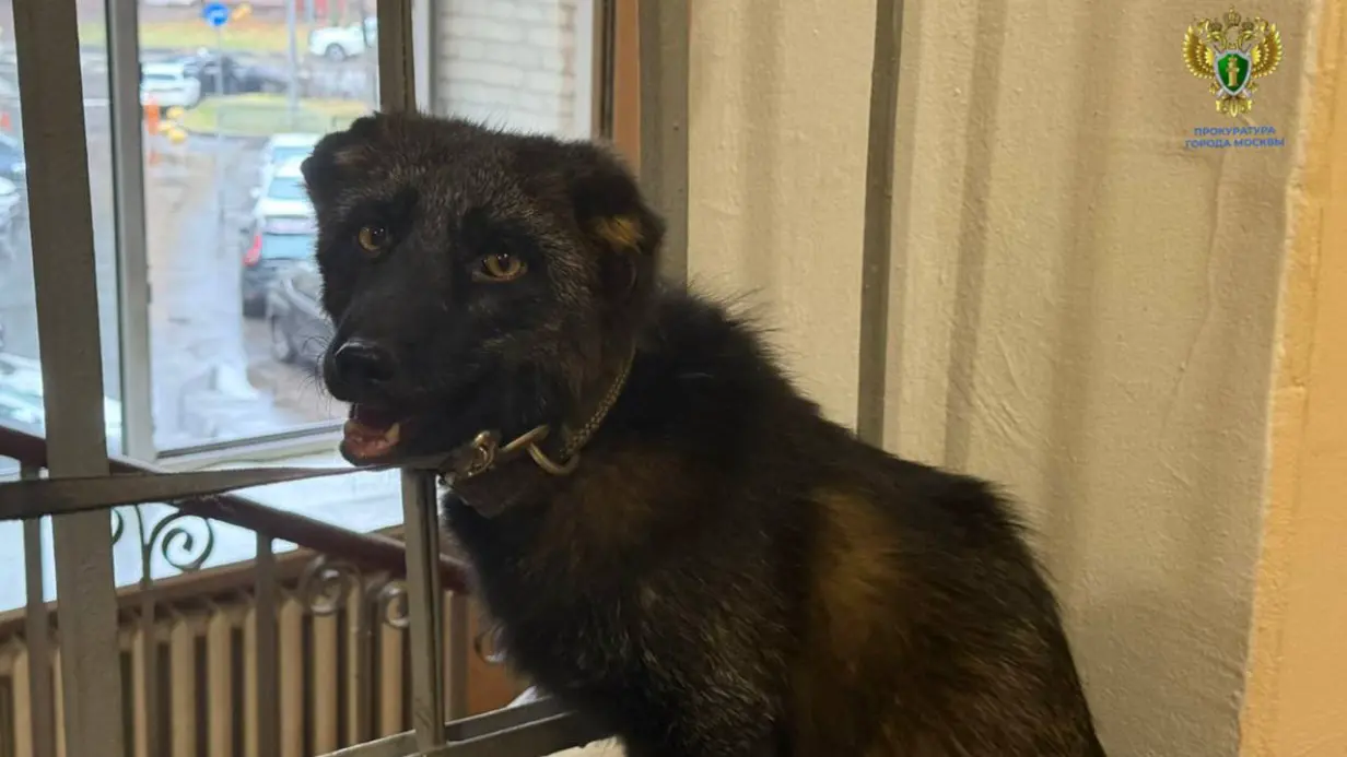 Правоохранители спасли лисенка Нильса от незаконных хозяев