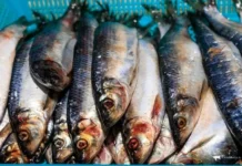 Росрыболовство отмечает рекордный улов селедки при поддержке государства rosrybolovstvo otmechaet rekordnyj ulov seledki pri podderzhke gosudarstva-news-blog-ru-0