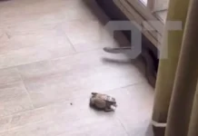 Россияне встречаются с жабами, кобрами и питонами на Бали и в Таиланде rossiyane vstrechayutsya s zhabami kobrami i pitonami na bali i v tailande-news-blog-ru-0