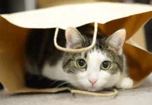 Россиянка и спасатели нашли кошку в аэропорту Стамбула спустя 12 часов поисков rossiyanka i spasateli nashli koshku v aeroportu stambula spustya 12 chasov poiskov-news-blog-ru-0