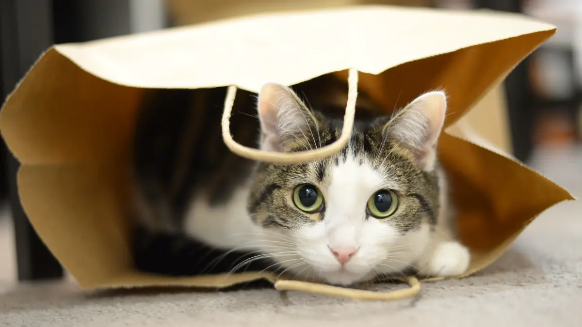 Кошку, сбежавшую от россиянки, 12 часов искали в аэропорту Стамбула