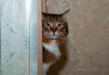 Суд в Барнауле вернул кошку Мусю хозяйке после спора с экс-бойфрендом sud v barnaule vernul koshku musyu hozyajke posle spora s eksbojfrendom-news-blog-ru-0